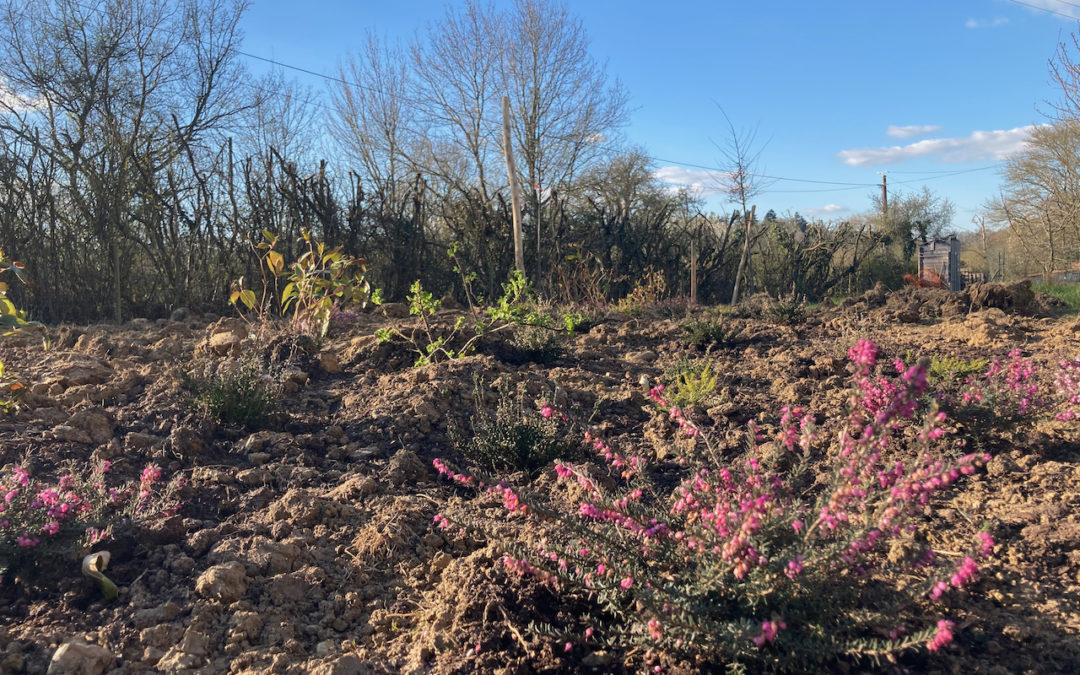 Plantés juste à temps !