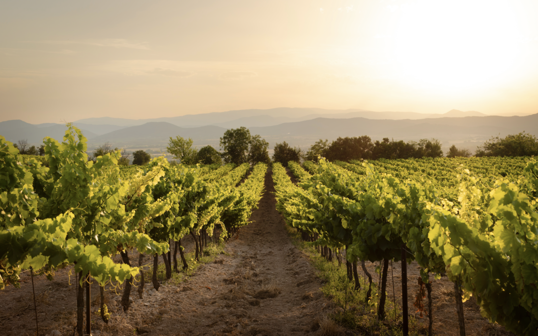 Vignes inspirantes au soleil couchant, illustrant l'article sur le compte rendu de la conférence alcool, santé et écologie